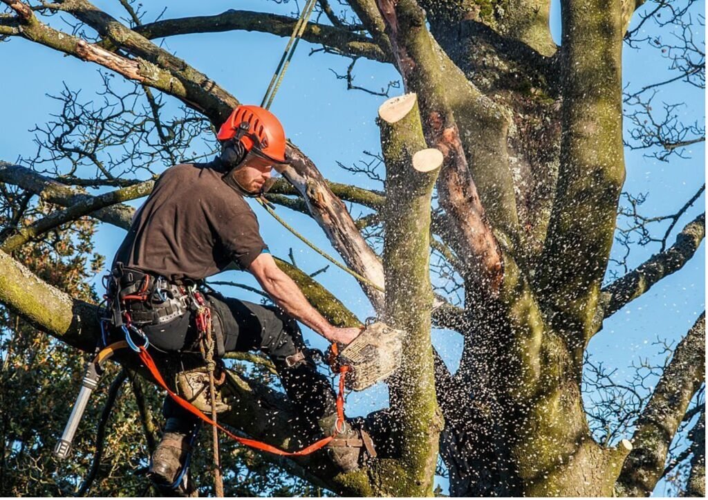 Baumpflege Baumschnitt Arnsberg