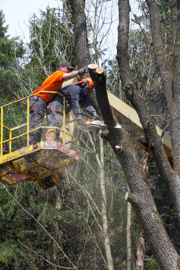 Baumpflege Baumkontrolle Arnsberg